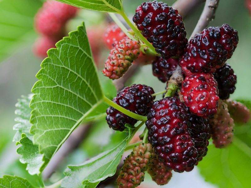 Шелковица купить саженцы из питомнике в Михайловке