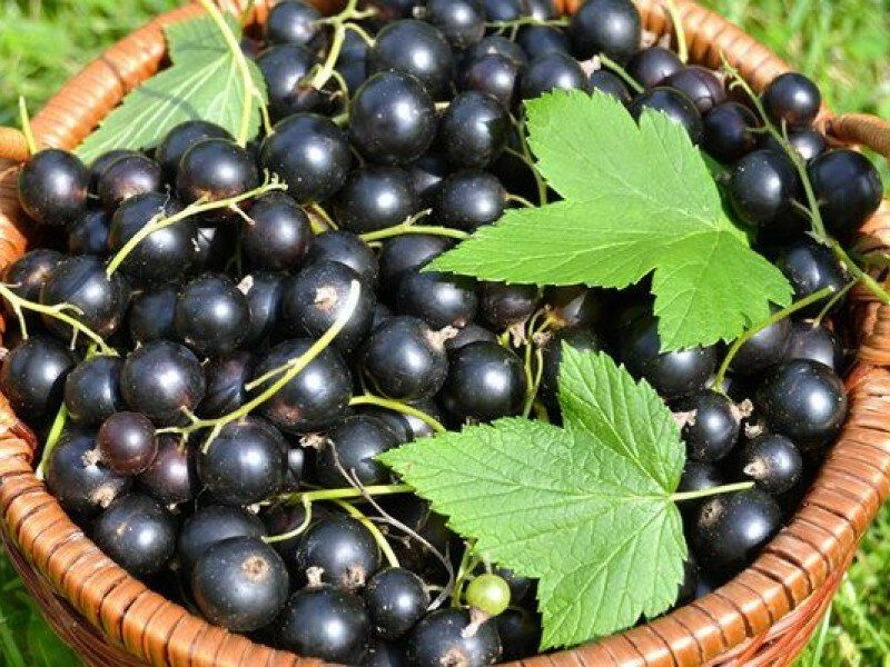 Смородина купить саженцы из питомника в Михайловке