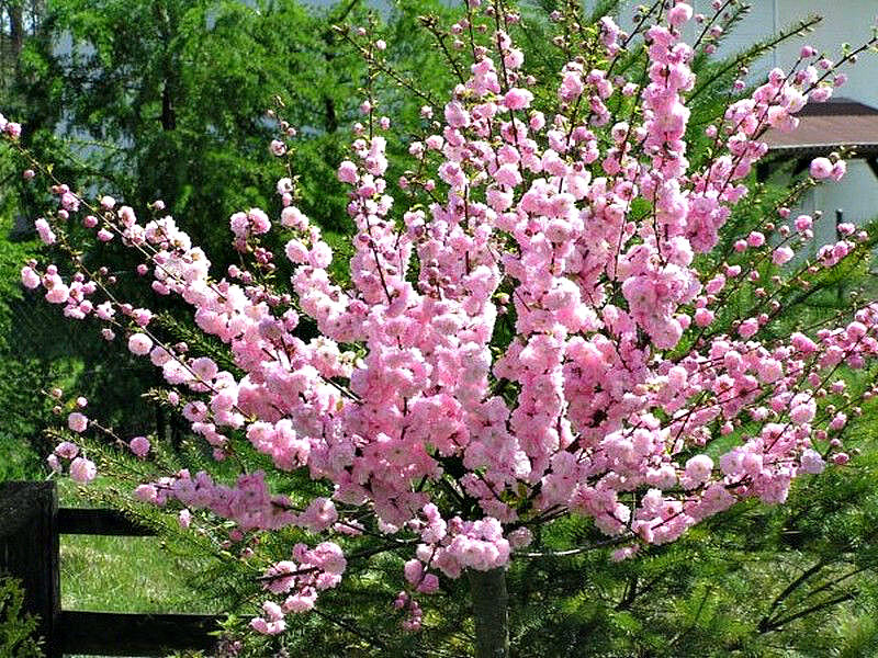 Миндаль купить саженцы из питомника в Михайловке