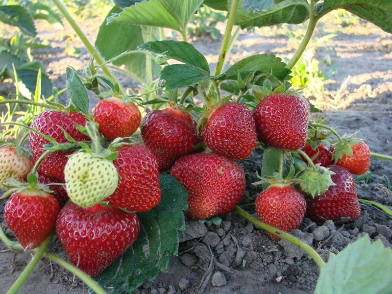 Клубника купить саженцы из питомника в Михайловке
