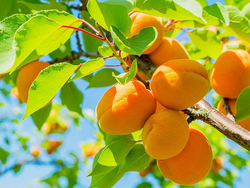 Абрикос купить саженцы из питомнике в Михайловке