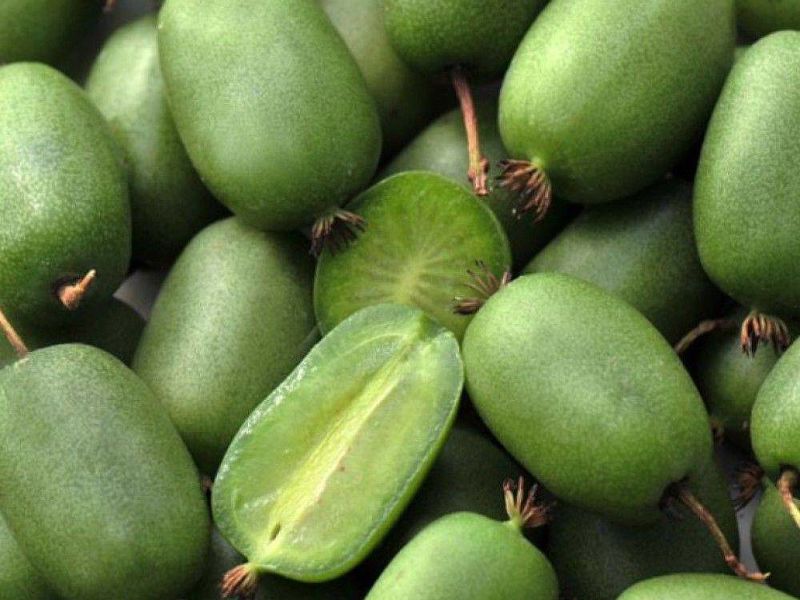Актинидия купить саженцы из питомнике в Михайловке