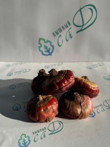 Гладиолус Град Китеж (5 шт. луковиц в упаковке)