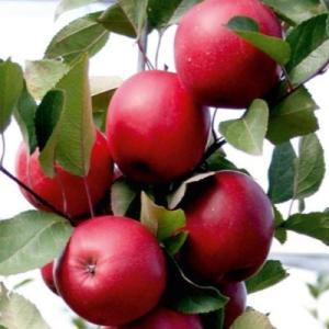 Яблоня "СИРЕНА"
